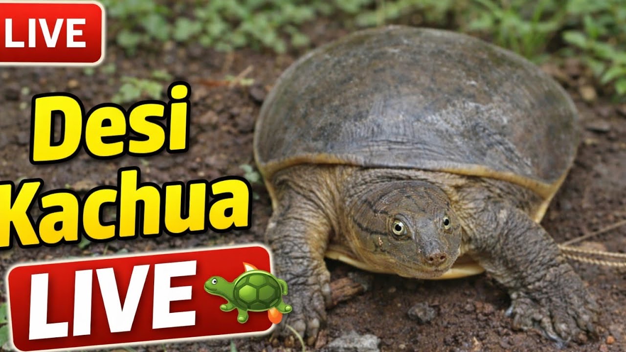 “Desi Kachua Ki Duniya 🐢 | Turtle Feeding & Masti | Full Village Nature Video 2026”