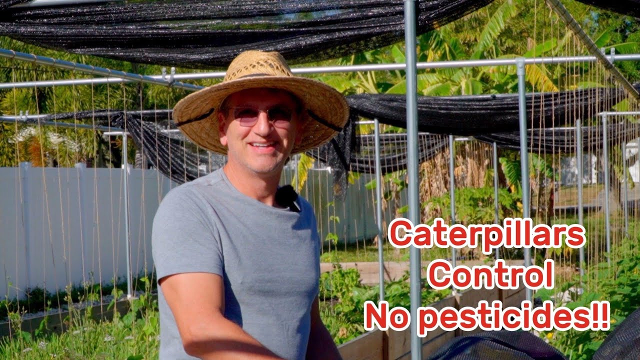 No pesticide on vegetables, see how we control caterpillars, it really works