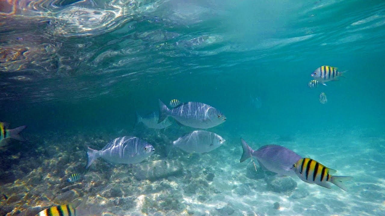 Aruba Palm Beach Snorkeling for free [GoPro5] 4K - YouTube