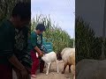 Who met all the friends, Goat Base, recorded the real life of the farmer  Female sheep54