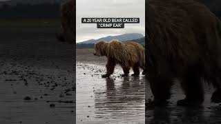 This Beautiful Bear Has Been Hanging In Our Corner blackbears babybear bearcdan