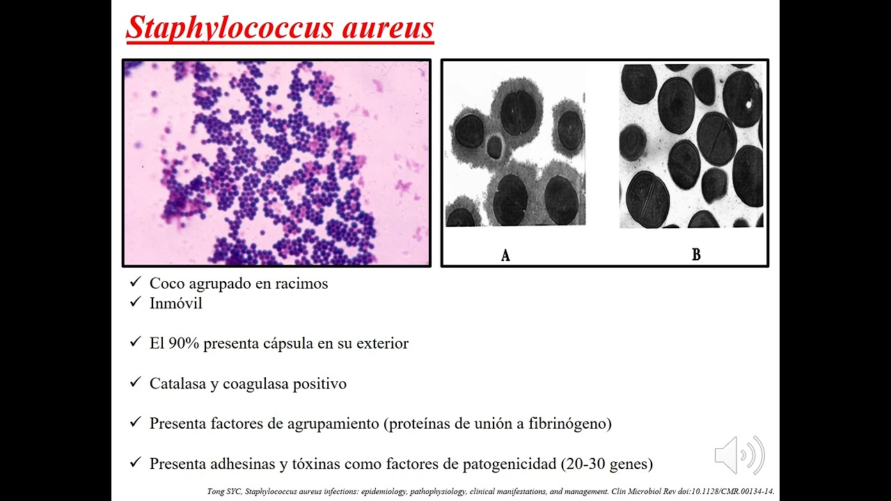 SEMINARIO 2 - Microbiología 1 Cat 2 FMed UBA