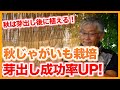 家庭菜園や農園で秋ジャガイモ栽培！誰でも簡単に芽出し成功率をアップさせるジャガイモの育て方を徹底解説！【農家直伝】/Tips for sprouting potatoes.