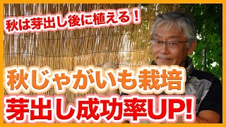 家庭菜園や農園で秋ジャガイモ栽培！誰でも簡単に芽出し成功率をアップさせるジャガイモの育て方を徹底解説！【農家直伝】/Tips for sprouting potatoes.