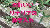宿根リナリアの育て方 日常管理 Youtube 宿根リナリアの育て方 日常管理 Youtube