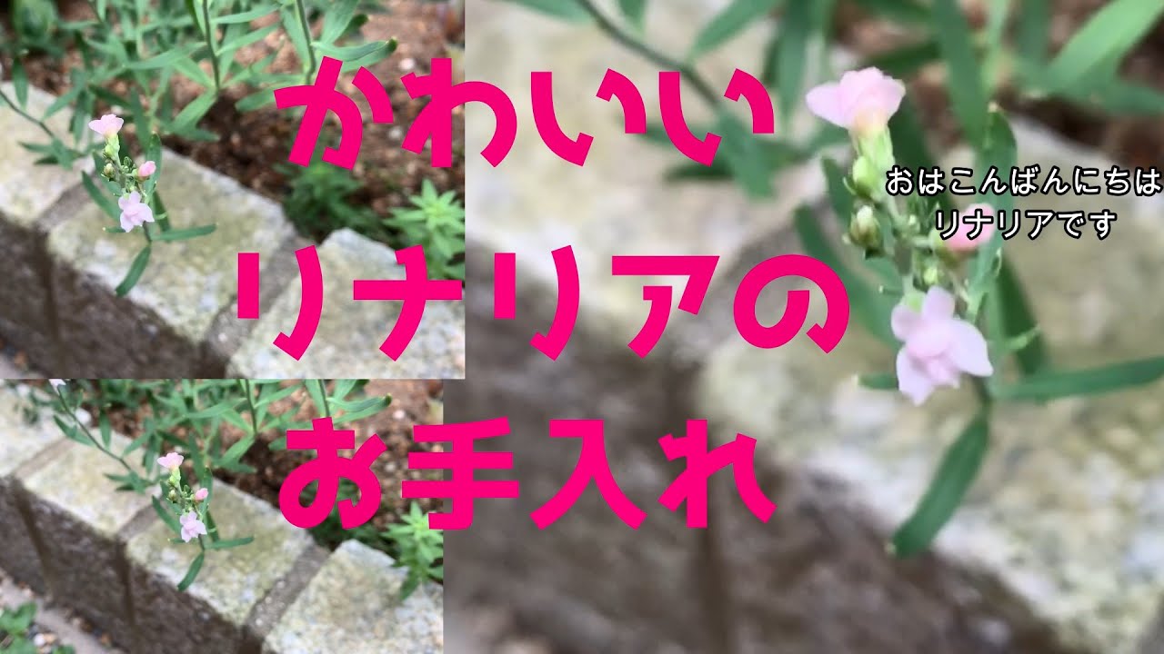 趣味の園芸 宿根リナリアの剪定 Youtube