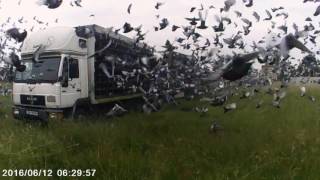 Start Postových Holubov Skcz 2016