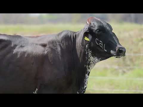 LOTE 1   TABOCAS FIV CAL 7147CF