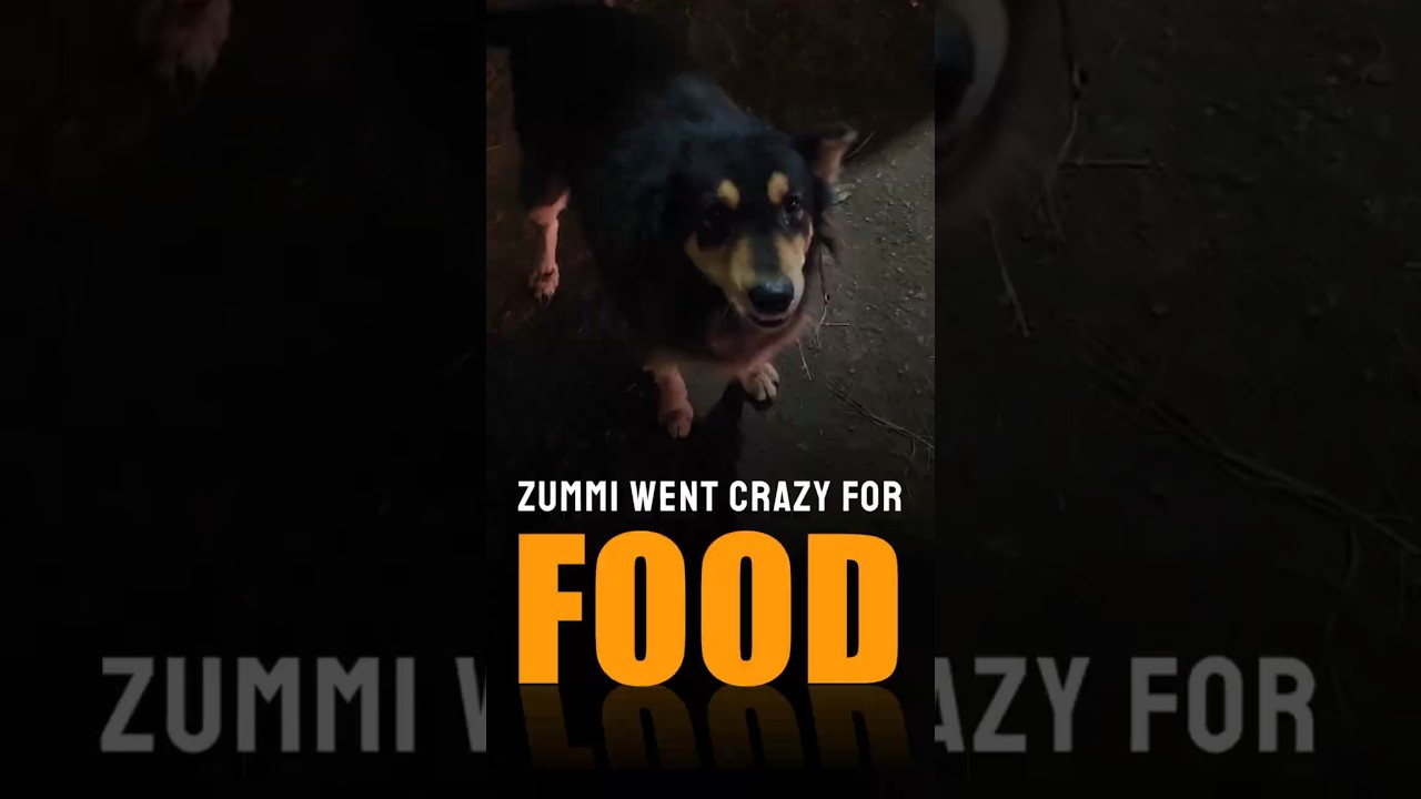 Zummi Can’t Control His Excitement for Food! 😍🐶 | Cutest Dog Reaction Ever 
