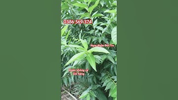 Cây lá vối | 0386569374 - Ngọc Ngân Bến Tre | Chuyên cây độc lạ