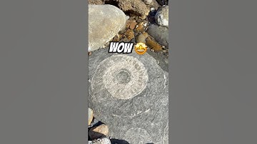 Big Ammonite Surprise 😳⁉️#fossil#beachfinds#ammonites