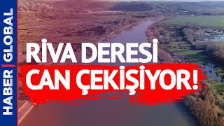 Riva Deresi Can Çekişiyor Doğa Katlin Sorumlusu Kim?