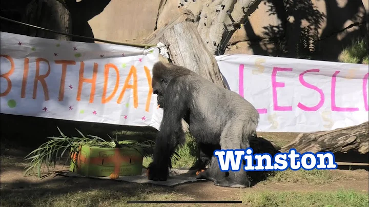 Gorilla 💎 Winston family 💎 San Diego Safari Park