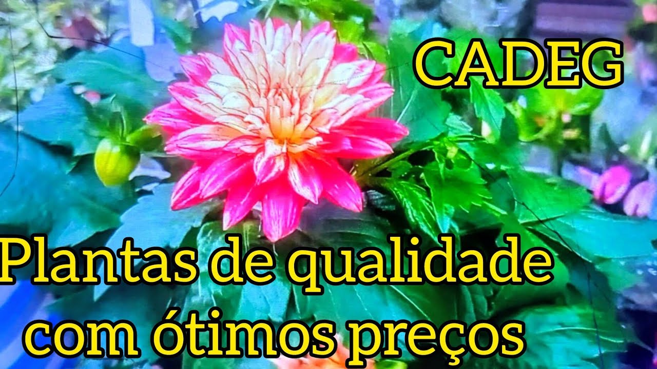 CADEG com excelentes descontos no feriado de carnaval.