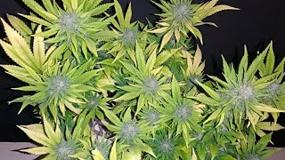 real gorilla seeds mould resistant cannabis strains