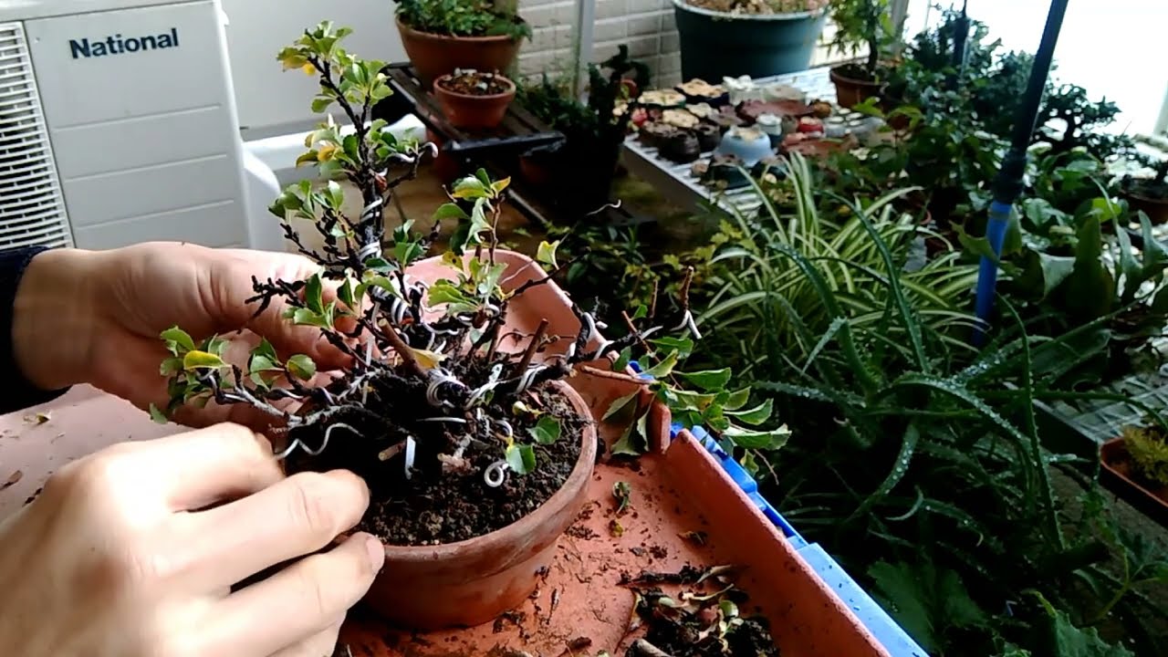 長寿梅7号（冬支度）_Chaenomeles japonica'Chojubai'（No.7）Winter