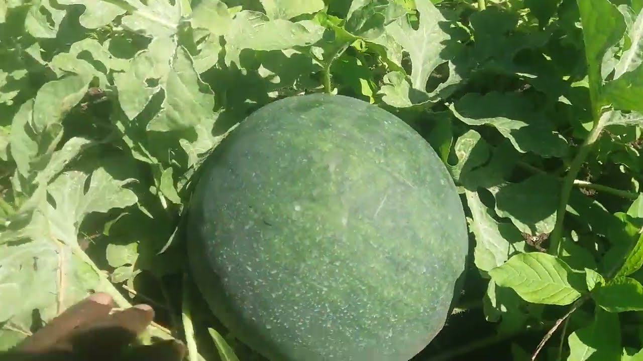 Kilimo cha matikiti hatua ya 4