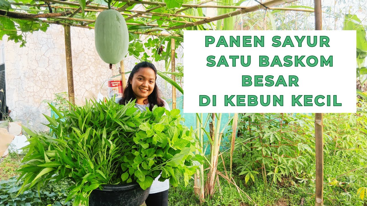 Panen Sayur Bayam & Kangkung Satu Baskom Besar di Kebun Kecil