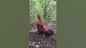 gà mồi đập cánh gáy cực hay.qaib dib ntxuaj ti khav tiag tiag