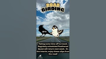 Benny the Bobolink Road Trip Birding Ep 5 - #birdinglife #bird  #birdingparadise