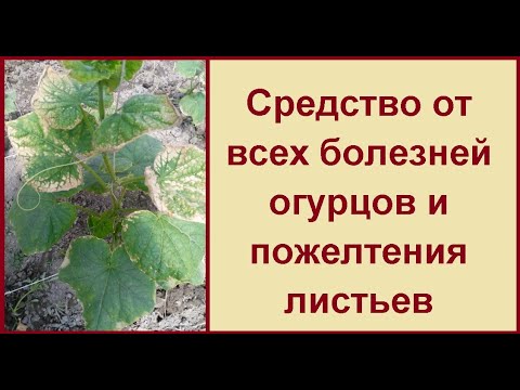 Video: Rezultati Sezone Na Vrtlarima Romanov