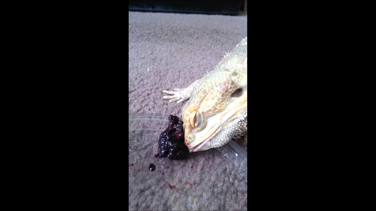 Bearded dragon slowly Eating BlackBerry. YouTube