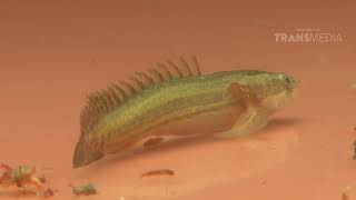 Download Lagu Kepoin Proses Pemijahan Ikan Palmas | SI OTAN MP3