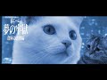 謎の牢獄から逃げ出す猫たちの物語 第27話【猫ミーム】