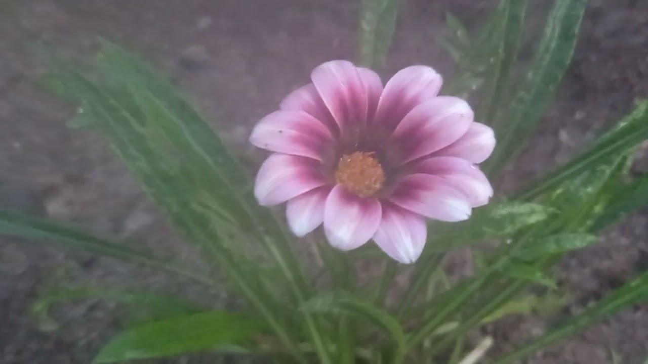 Minha funcionária ou ( gazânia )💮