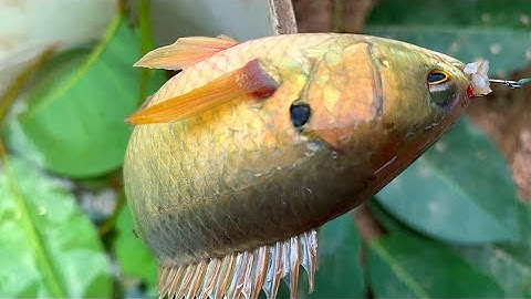 Câu Cá Rô Đồng Vùng Long An Rất Nhiều