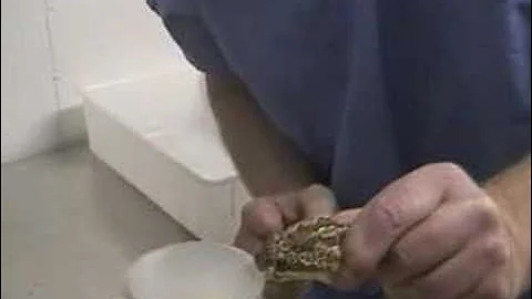 Venom Extraction from South American Rattlesnake at KRZ