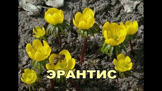 🌸🌸ЭРАНТИС (ВЕСЕННИК). САМЫЕ ПЕРВЫЕ ЦВЕТЫ В ПАЛИСАДНИКЕ