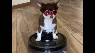 Irobot Moments  Roomba And Braava