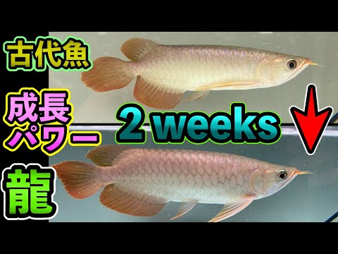 3543 外国切手 ミクロネシア 1995年 魚類 4種完 3543 外国切手 ミクロネシア 1995年 魚類 4種完 - メルカリ