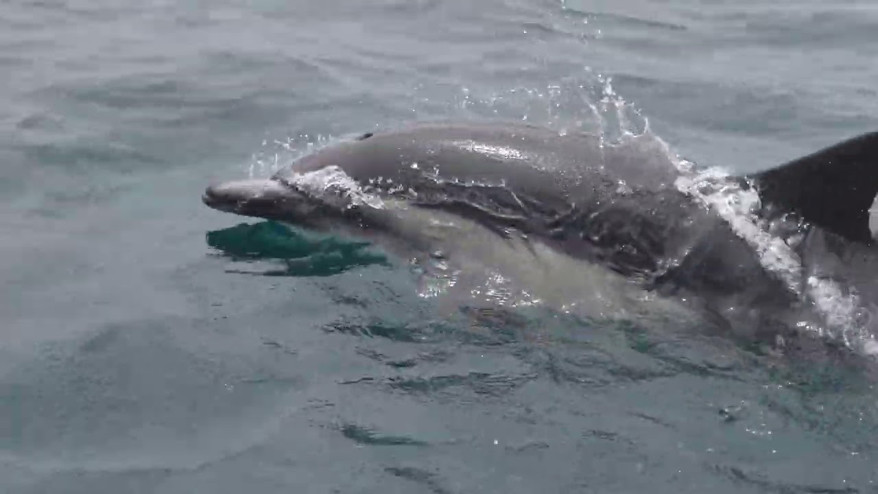 2-Hour Trip With Newport Coastal Adventure in Newport Beach, CA