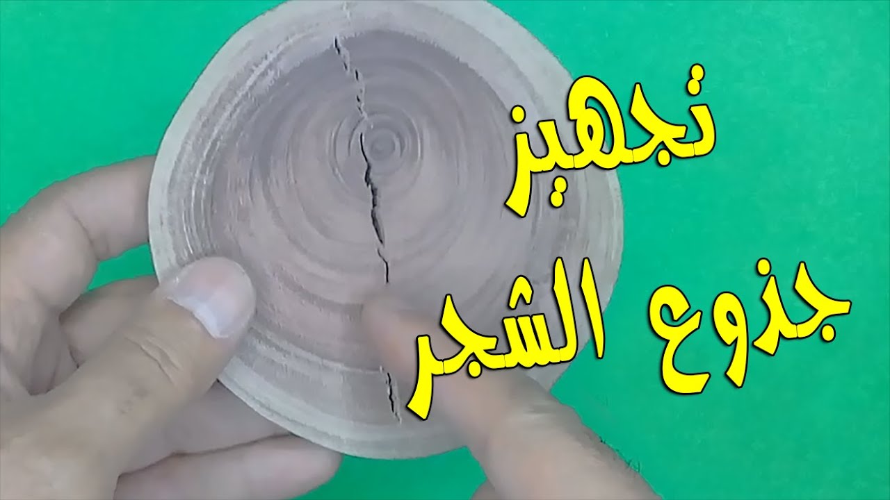 جذوع الشجر | كيفية تجهيزها و علاج عيوبها | و عمل قاعدة اكواب منها