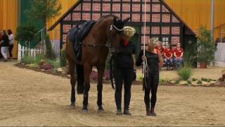 Anja Traub - Damen 07 - Dmv Verden 2016