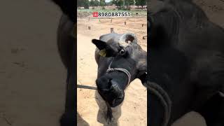 Buffalo Sale #buffalosale #dairyherd #farming #baffalo #dairyfarm #buffalosale