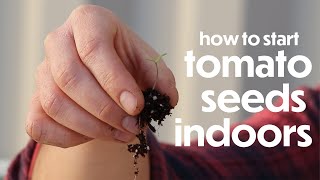 Starting Tomato Seeds Indoors | Farm your Yard