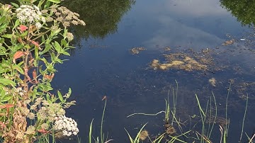 Hollins Vale. Dragonflies and others