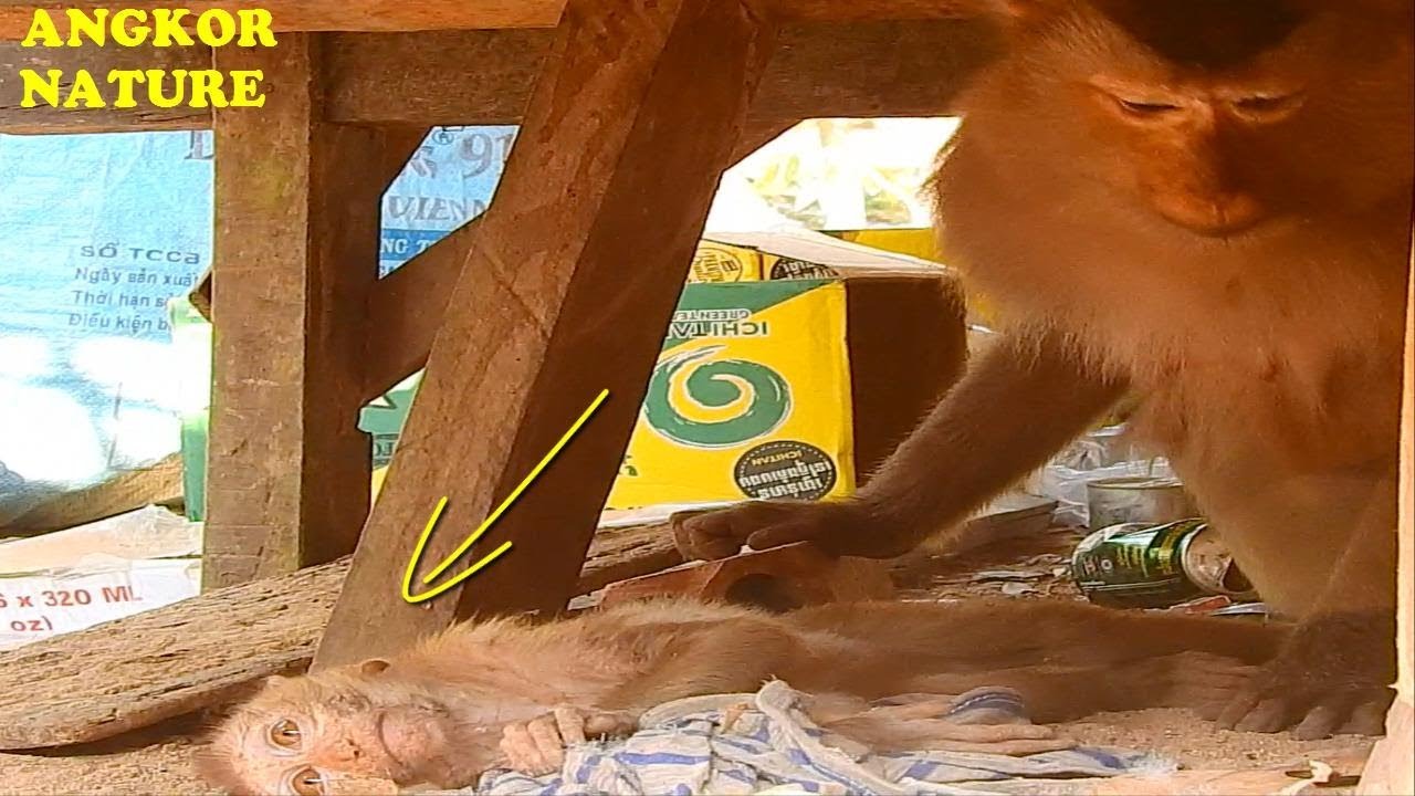 What's happened when abandoned monkey Axel meet Amri troop | Angkor Nature