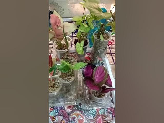 2 1 m jonli porno videolar Klaudiya Mariya irqlararo pornoda