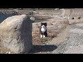 秋毛になった猫 ジュリーSemi-long hair cat 猫の島 青島 #6032 Cat Island Aoshima