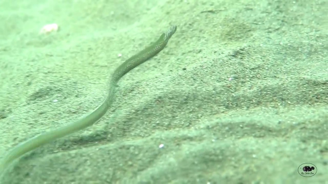 Interesting Eel Swimming and back in the sand!!!!! YouTube