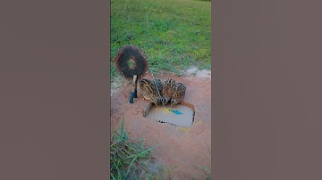 Best Easy Bird Trap Technique - Quail Trap #simple bird trap #shorts #technique