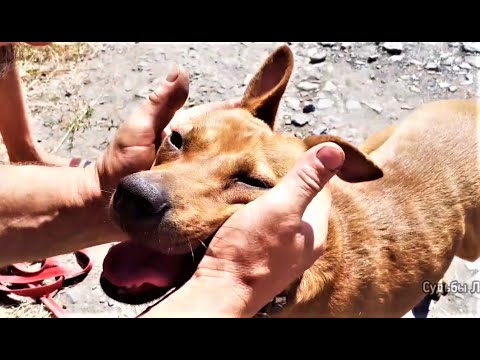 Ещё один день лета в приюте бездомных животных!