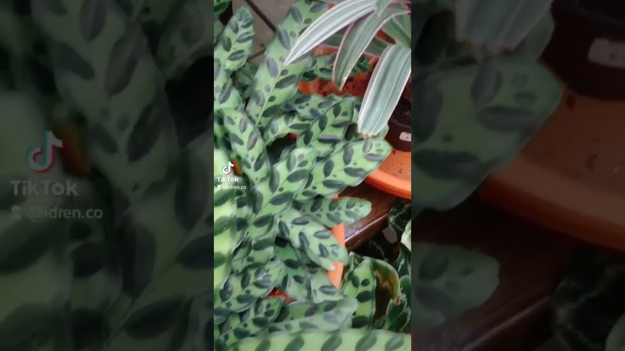 go go Calathea Lancifolia 🍃🌿