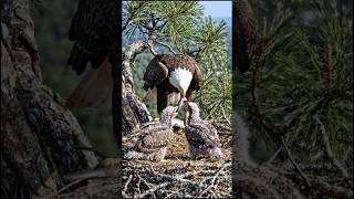 Eagle Dad brings fish for his two eaglet #ai #birds #nest #smartbird #nestcam #fish #eagle #birdcam