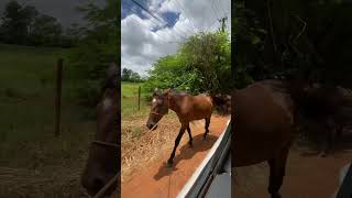 Most Beautiful Horse 🐎 Horse Farming 🏡 Animal Farming