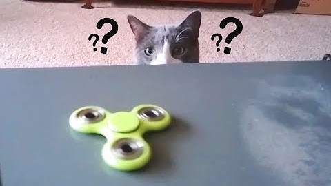 Cats Confused by Fidget Spinners